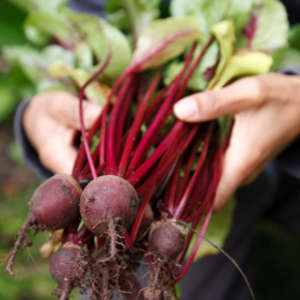 beets