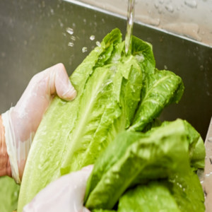 washing lettuce